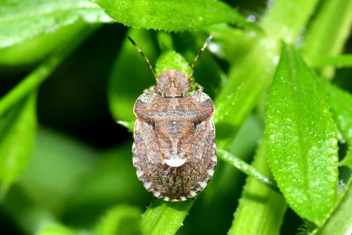 Dyroderes umbraculatus